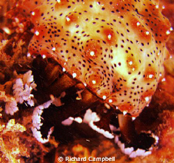 sweep it up..Sealife DC1000.. by Richard Campbell 